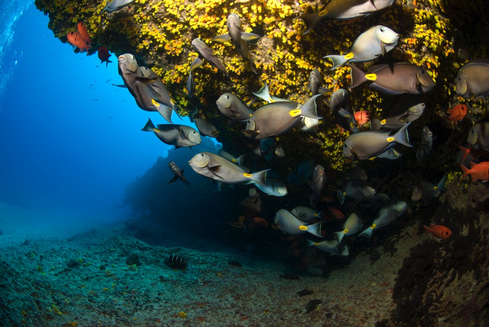 Choclassa, spot de plongée au Cap-Vert