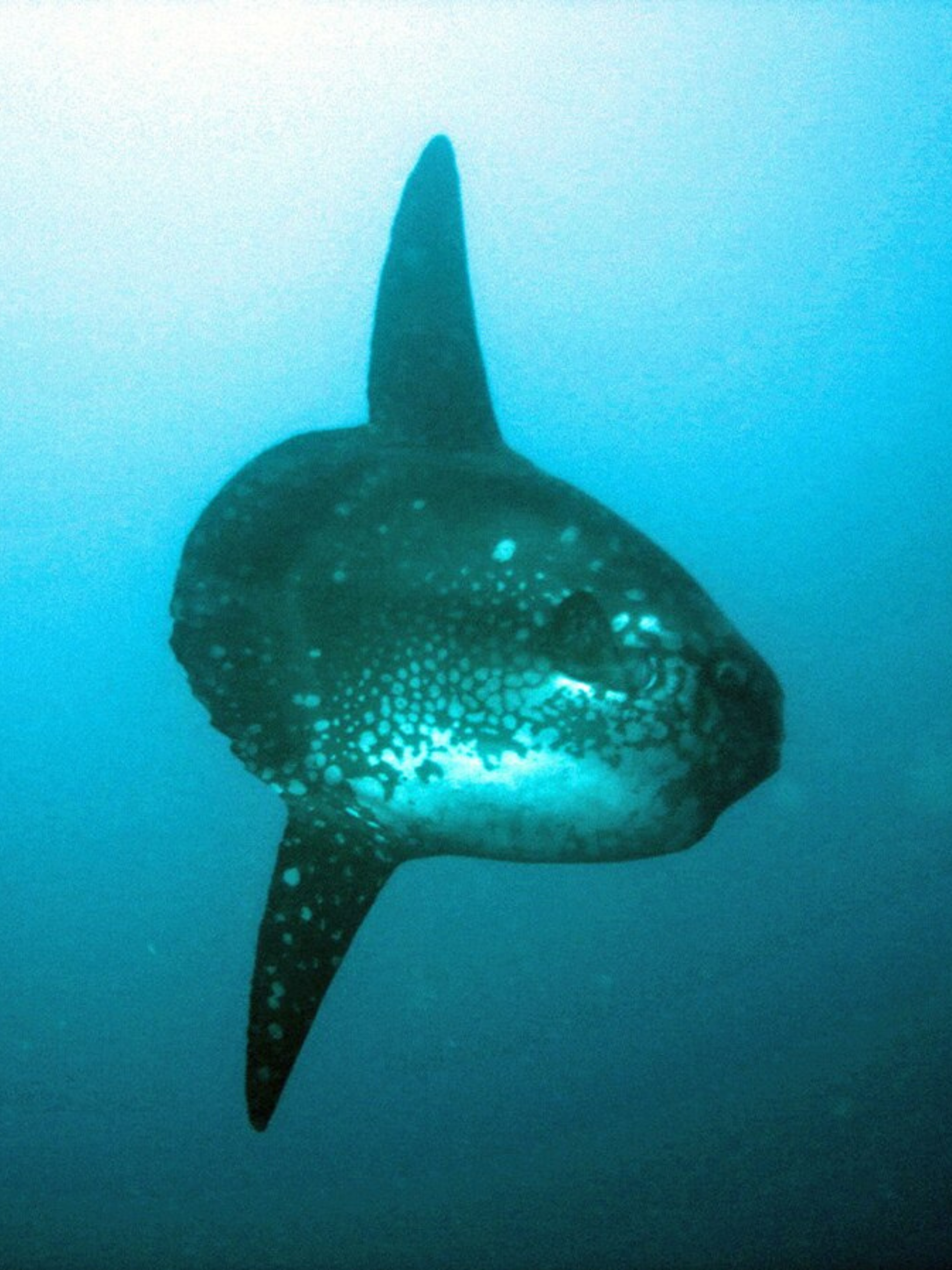 Nusa Penida